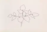 Woodland Plant by Ellsworth Kelly, 1979, lithograph on Arches Cover, sold Dec 2017