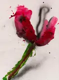 Dieter Krieg, Ohne Titel (Tulpe)