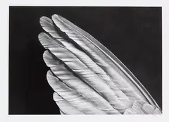 Untiled (Wing) by Robert Longo, 2013, Pigment print, sold Jun 2017