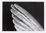 Untiled (Wing) by Robert Longo, 2013, Pigment print, sold Jun 2017