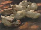 Alexander Koester, Enten am Boden lagernd