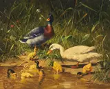 Carl Jutz, Enten mit Jungen am Wasser, Oil on panel