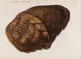 Franz Anton von Scheidel, Testudo Imbricata - Schuppenschild, Ca. 1770-1790, Watercolor