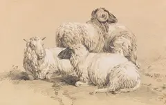 Benno R. Adam, Vier Schafe, Pencil drawing