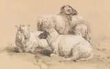Benno R. Adam, Vier Schafe, Pencil drawing