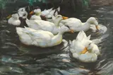 Alexander Koester, Sechs Enten im Wasser