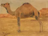 Wilhelm Kuhnert, Dromedar