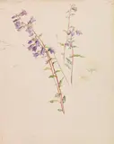 Sophie de Niederhäusern, Glockenblumen, Ca. 1880-1910, Watercolor