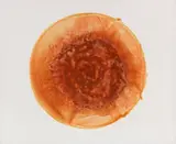 Otto Piene, Ohne Titel
