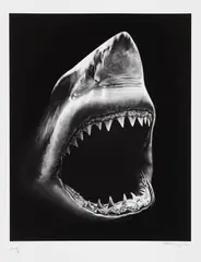 Shark 5 by Robert Longo, 2012, Pigment print, sold Jun 2016