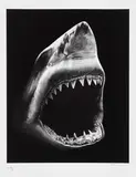 Robert Longo, Shark 5, 2012, Pigment print