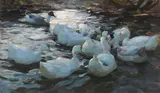 Alexander Koester, Elf Enten im Wasser