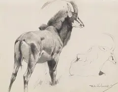 Rappenantilope by Wilhelm Kuhnert, 1912, Pencil drawing, sold May 2016
