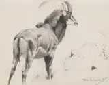 Wilhelm Kuhnert, Rappenantilope, 1912, Pencil drawing