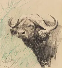 Wilhelm Kuhnert, Kaffernbüffel, Ca. 1922, Colored crayon drawing