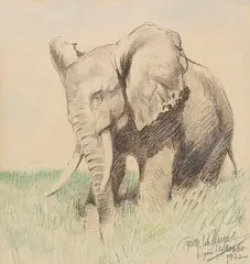Wilhelm Kuhnert, Afrikanischer Elefant in der Steppe, 1922, Pencil drawing