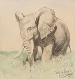 Wilhelm Kuhnert, Afrikanischer Elefant in der Steppe, 1922, Pencil drawing