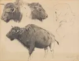 Wilhelm Kuhnert, Wisent und Wisentkopf-Studien, 1886, Pencil drawing