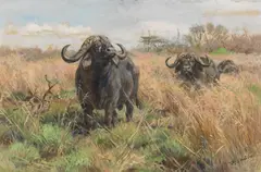 Fritz Laube, Kaffernbüffel in der Steppe, Oil on canvas