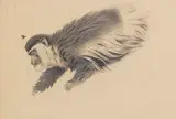 Wilhelm Kuhnert, Afrikanischer Hundsaffe / Stummelaffe (Colobus guereza), Um 1900, Pencil drawing