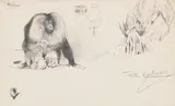 Wilhelm Kuhnert, Bartaffe (Wanderu/M.silenus), Ca. 1906, Pencil drawing