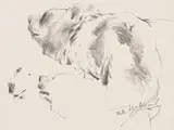 Wilhelm Kuhnert, Bären-Studien, Um 1900, Pencil drawing