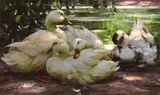 Alexander Koester, Enten am Ufer
