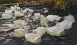 Alexander Koester, Enten in der Abendsonne