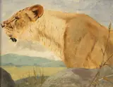 Wilhelm Kuhnert, Kopf einer Löwin