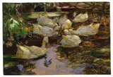 Alexander Koester, Enten im Wasser, ohne Sonne