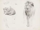 Wilhelm Kuhnert, Studienblatt - Löwe von vorn und schlafender Löwe, Um 1900, Pencil drawing