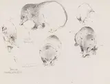 Wilhelm Kuhnert, Tanrek (Studienblatt mit Tenreks), Ca. 1900/10, Pencil drawing