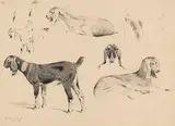 Wilhelm Kuhnert, Langohrige Ziegen, 1891, Pencil drawing