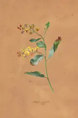 August Friedrich, Pflanzenstudie "Daviesia latifolia" - Die breitblättrige Bittererbse, 1827, Gouache