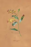 August Friedrich, Pflanzenstudie "Daviesia latifolia" - Die breitblättrige Bittererbse, 1827, Gouache