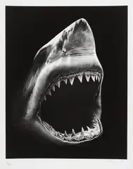 Shark 5 by Robert Longo, 2011, Pigment print, sold Dec 2014