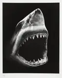 Shark 5 by Robert Longo, 2011, Pigment print, sold Dec 2014