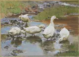 Franz Gräßel, Enten am Wasser, Ca. 1890, Watercolor