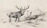 Wilhelm Kuhnert, Besiegt (Rothirsche), 1920, Pencil drawing