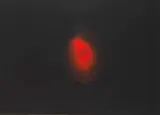 Otto Piene, Feuerblume, 1964, Oil