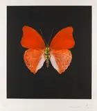 Butterfly by Damien Hirst, 2008, Etching and aquatint, sold Jun 2014