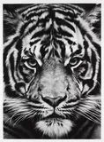 Tiger by Robert Longo, 2012, Pigment print, sold Jun 2014