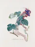 Framboisier à Fruit rouge by Salvador Dalí, 1969, Watercolor, sold Jun 2014