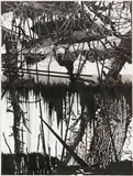 Yehudit Sasportas, The cosmic laughter, 2009, Pen and India ink