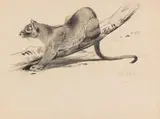 Wilhelm Kuhnert, Fossa (Schleichkatze), 1910, Pencil drawing