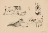 Wilhelm Kuhnert, Ziegen, 1891, Pencil drawing