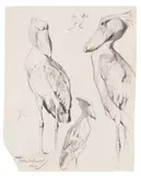 Wilhelm Kuhnert, Drei Schuhschnäbel, 1912, Pencil drawing
