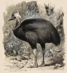 Helmkasuar by Wilhelm Kuhnert, 1900, Pencil drawing, sold Nov 2013