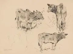 Zebus by Wilhelm Kuhnert, 1892, Pencil drawing, sold Nov 2013