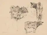 Wilhelm Kuhnert, Zebus, 1892, Pencil drawing